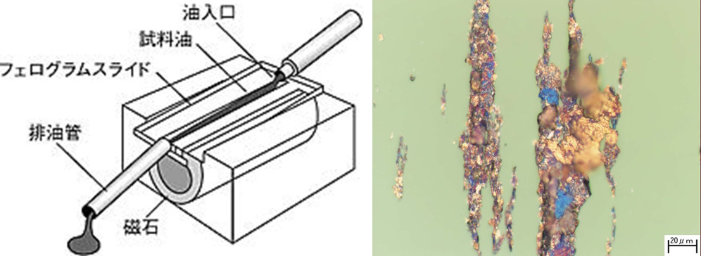 フェログラフィの原理*1（左）と顕微鏡観察結果（右）